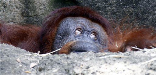 What to Get a Pregnant Orangutan? Zoo Starts Registry
