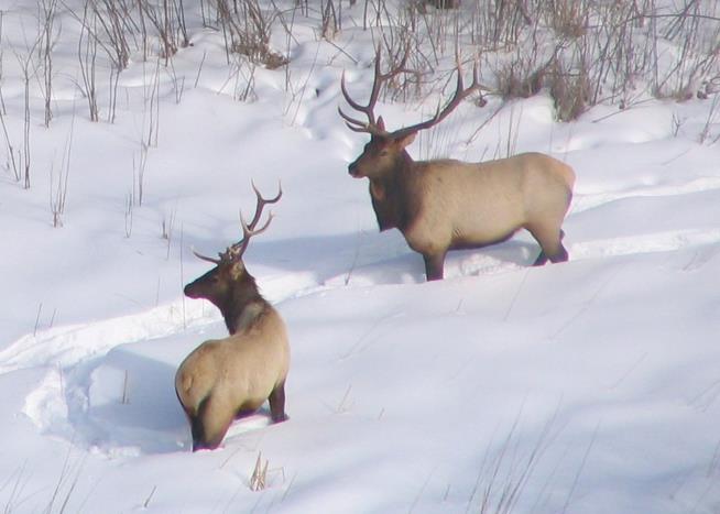 41 Elk Fall Through Ice, Die in Oregon