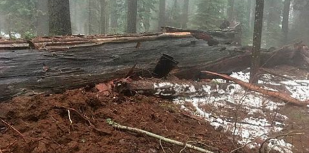 Storm Takes Out Famous Calif. 'Tunnel Tree'