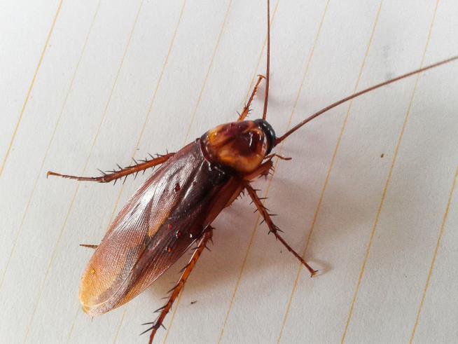 Cockroach Climbs Up Woman's Nose, Hangs Out on Her Skull