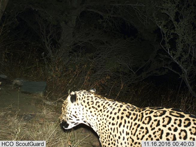 Rare Jaguar Sighting in Arizona Mountains