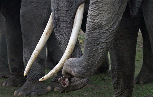 There Are Just 25 'Big Tuskers' Left in the World. One Was Just Killed