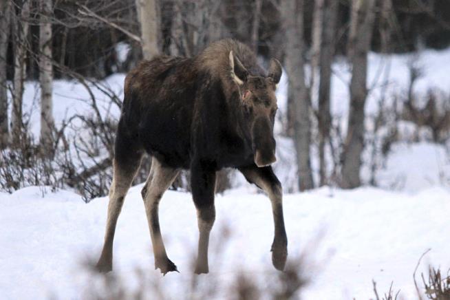 Alaskans Warned to Avoid Grumpy Moose