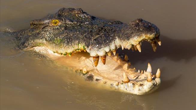 Guy Mauled by Croc After Jumping in River to Prove Point