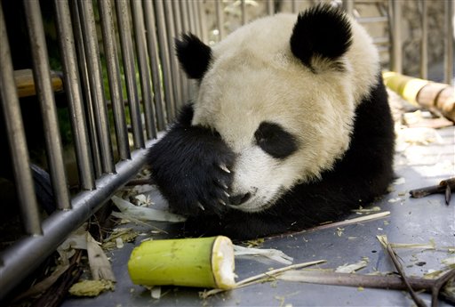 China Mourns Panda Killed in Earthquake
