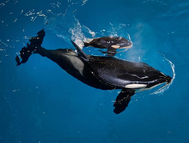 Last Orca Born at SeaWorld Park