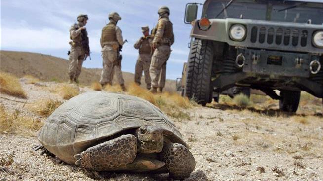 An Unusual Mission for the Marines: Move Tortoises