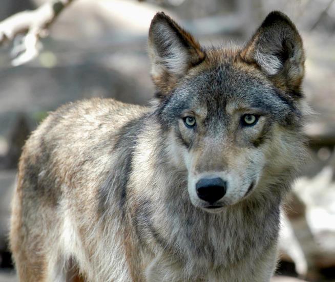 3 States Could Resume Hunting Wolves This Fall