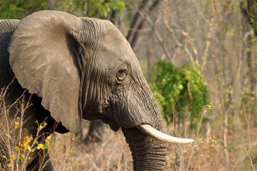 Hunter Crushed to Death by Elephant
