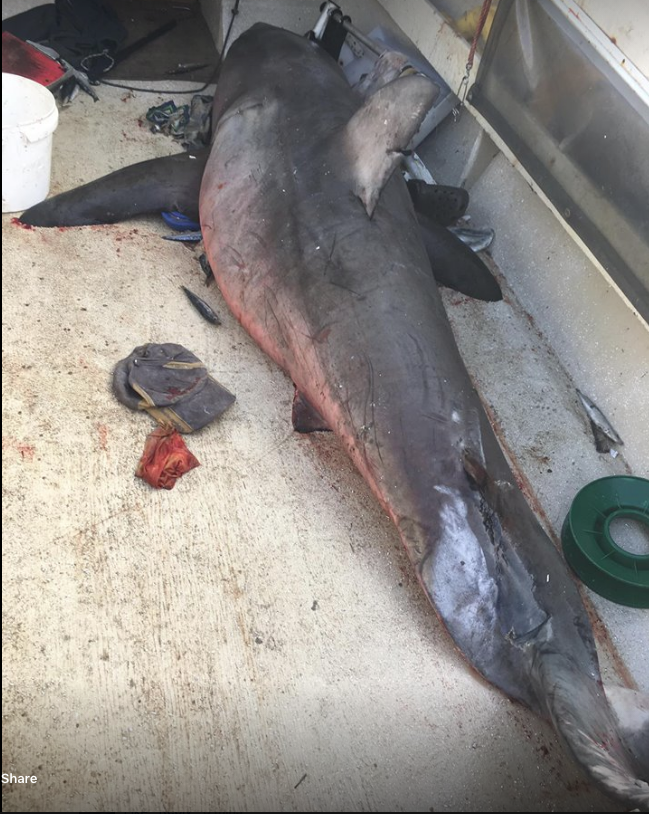 'There's a Shark in My Boat!' Fisherman Gets Big Surprise