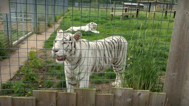 Tiger Kills Zookeeper in 'Freak Accident'
