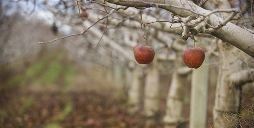 We've Lost Thousands of Apple Varieties. These Guys Hunt Them