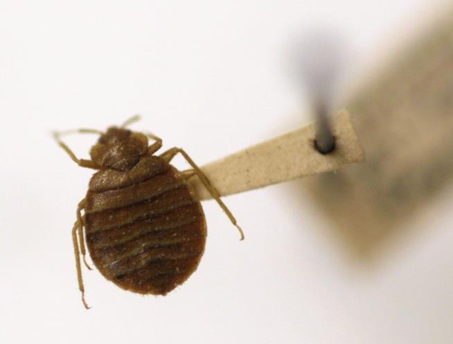 Man Releases Live Bedbugs, Shuts Down City Hall