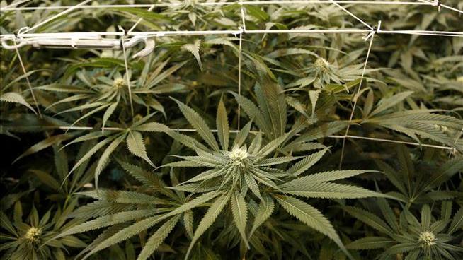 As Canada Shifts to Legal Marijuana, Where's the Pot?