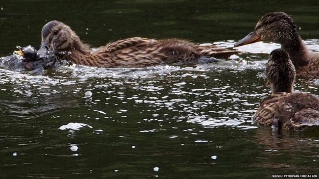 In a First, Ducks Spotted Eating Other Birds