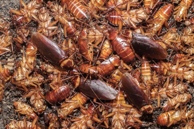Thousands of Roaches Come From Manhole, Swarm Neighborhood