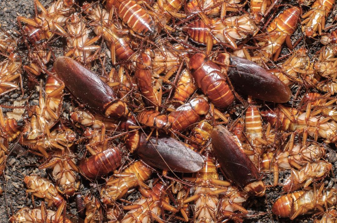 Thousands Of Roaches Swarm Neighborhood