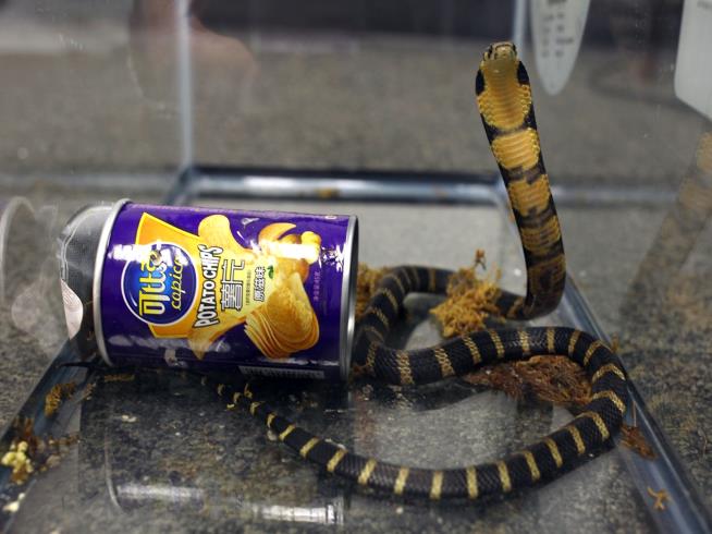 Feds Say Man Smuggled King Cobras in Potato Chip Cans