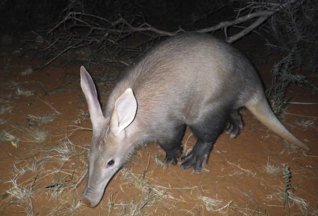 Study Finds Bad News for Aardvarks