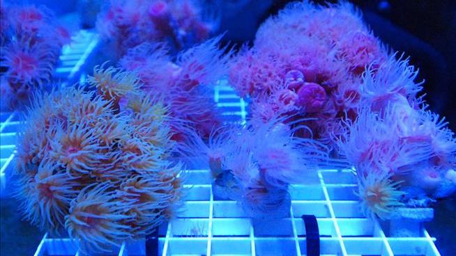 The Dark Side of Gorgeous Homegrown Coral Reefs