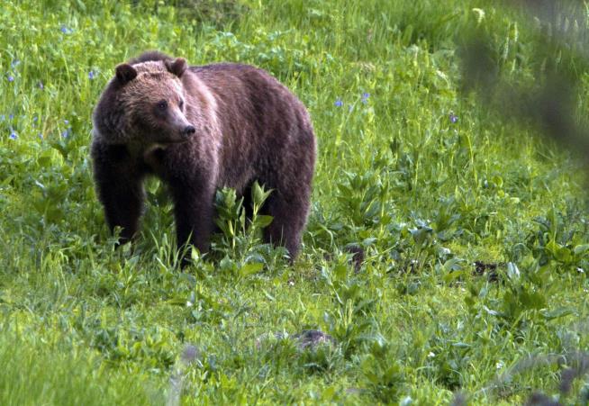 Canadian Province Ends 'Trophy' Hunting for Grizzlies