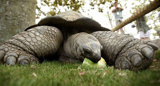 Zoo's Tortoise Spends 2 Weeks on the Lam, Gets Nowhere