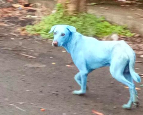 Why Dogs in India Are Turning Blue