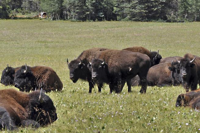 Volunteer Hunters Needed to Thin Grand Canyon Bison Herd