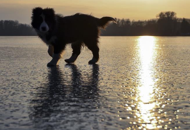 Want to Live Longer? Go Fetch a Dog
