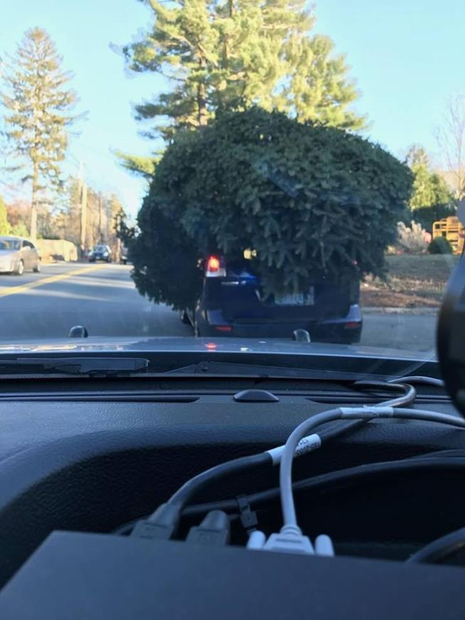 Cops: This Is How Not to Bring Home Your Tree