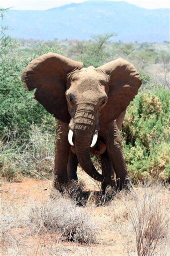 Elephants' Fear of Bees May Help Save Them