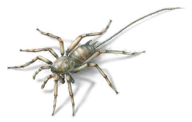 Ancient Spiders With Tails to Cause Modern Nightmares
