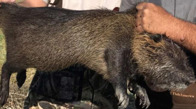 Officials Fear Flooding Caused by Outbreak of Giant Rodents
