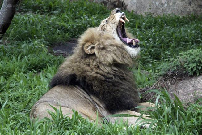 Suspected Lion Poacher Is Killed— by Lions