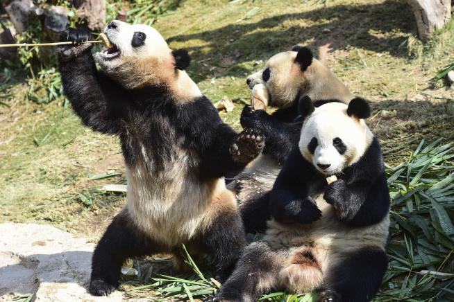 Giant Pandas Getting National Park That Dwarfs Yellowstone
