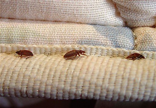 Family Gets Record Award in Bedbug Lawsuit