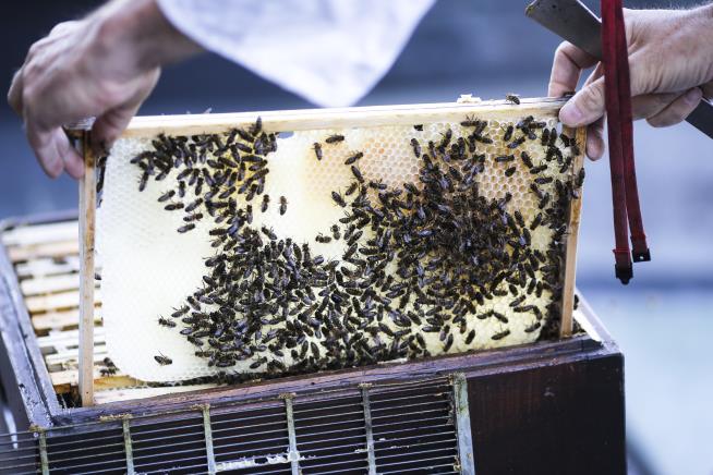 Landmark Berlin Cathedral Also Home to 30,000 Honeybees