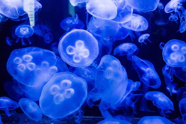 Jellyfish Sting Hundreds Along Florida Coast
