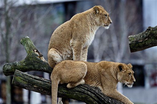 Lion Killed After Escape in Belgian Zoo