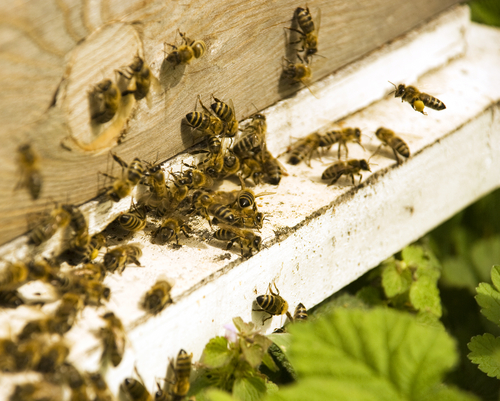 Beekeeping Hobbyists Spark Swarm of Controversy