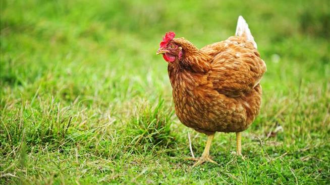 America Now Buys Thousands of Chicken Diapers Each Month