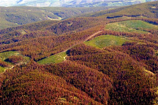 Pine Beetles Eat Through Western Forests