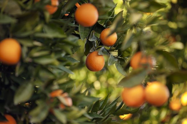 For First Time in 7 Years, Good News on Florida Oranges