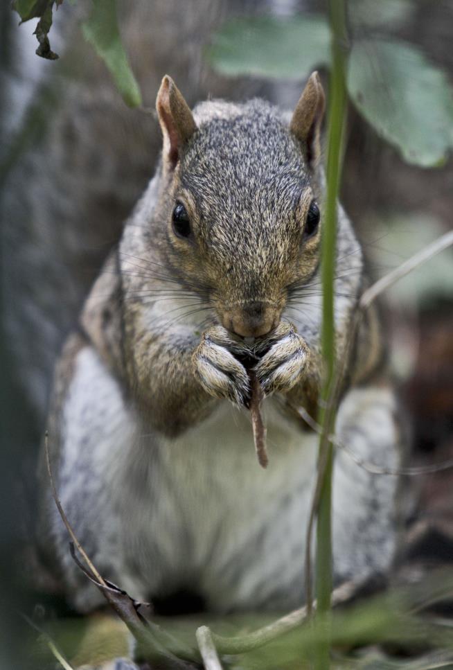 Doctors Suspect Squirrel Brains in Hunter's Death