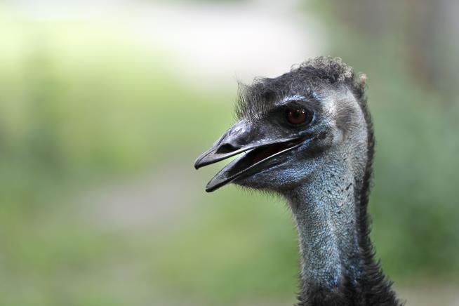 Week's Most Unusual Couple: Emu, Donkey