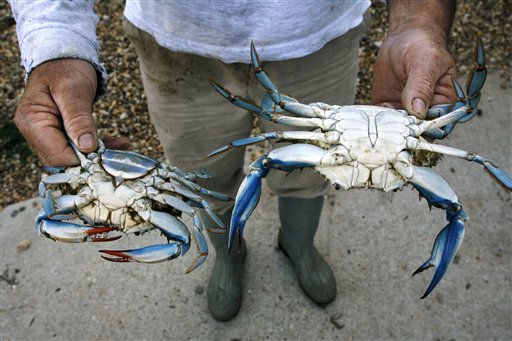 Blue Crab Disappearing From Chesapeake Bay