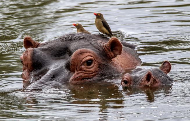 Irate Mama Hippo Puts US Tourist in Hospital