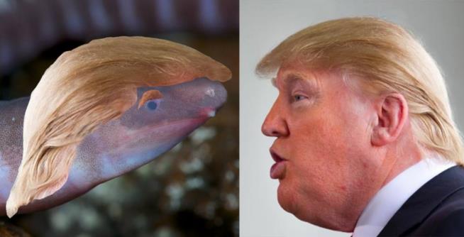 Blind, burrowing creature named after Trump