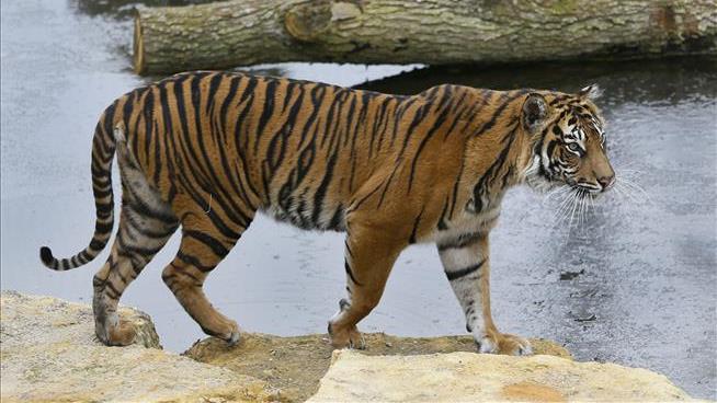 Plan to Mate Endangered Tigers Has Deadly End