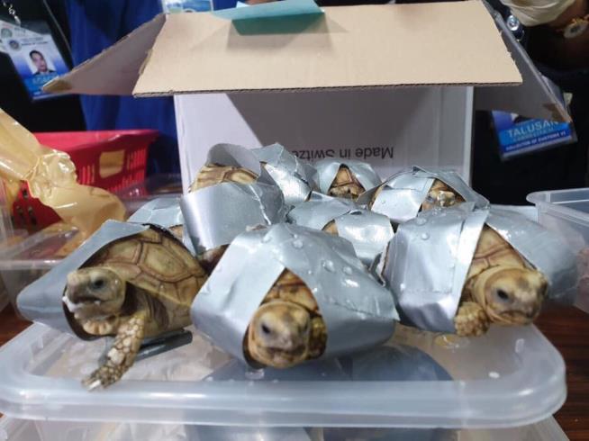 1.5K Turtles Seized at Airport
